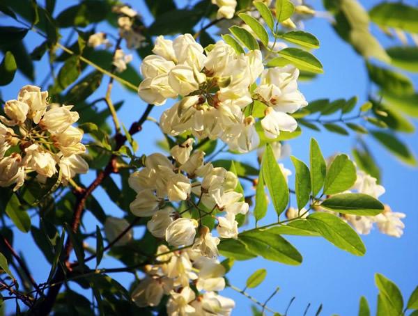 刺槐的生长有哪些习性？