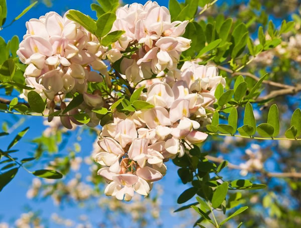 刺槐树有什么作用？