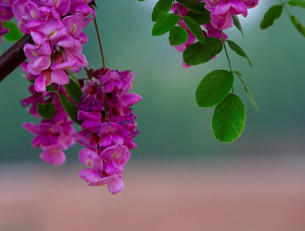 刺槐有什么观赏价值？