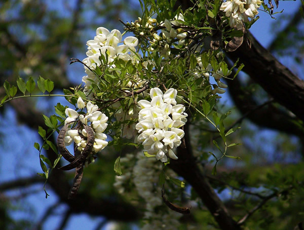 刺槐叶子能吃吗？