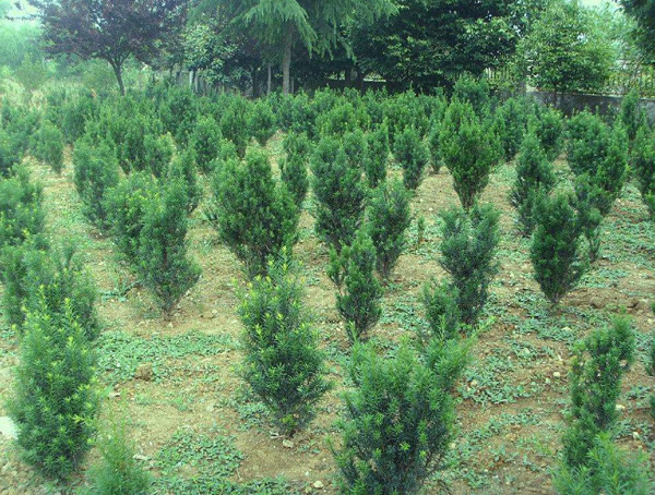 曼地亚红豆杉价格-图片-形态特征-生长环境-分布范围以及主要价值