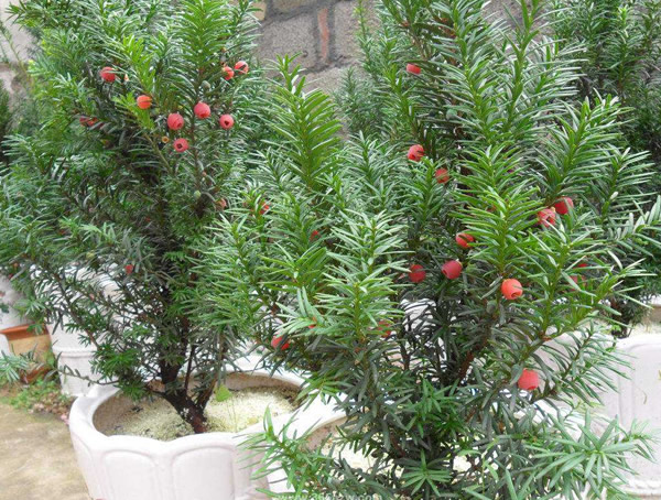 曼地亚红豆杉和中国红豆杉有什么区别？