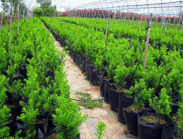 曼地亚红豆杉有哪些方面的价值？