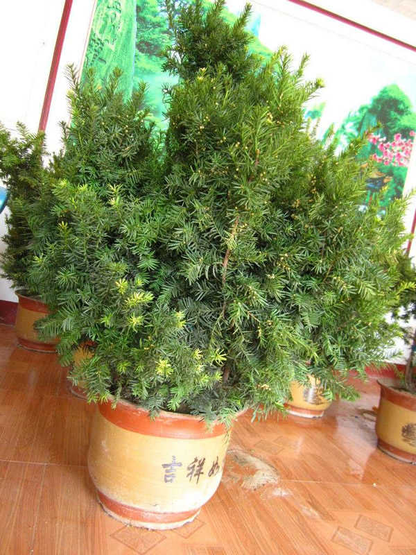 曼地亚红豆杉有什么功效？