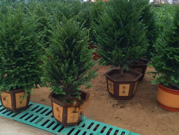 曼地亚红豆杉在北方种植如何过冬？