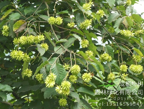 喜树常见病虫害有哪些？