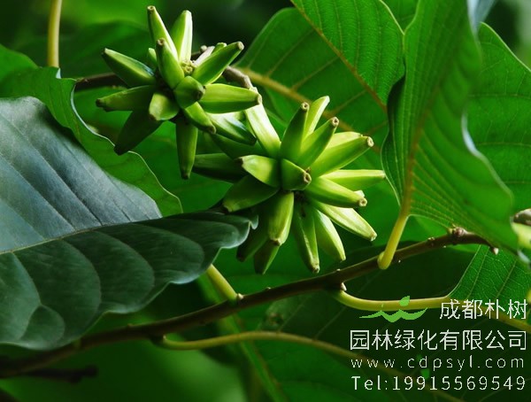 喜树开花吗？花期是几月份？