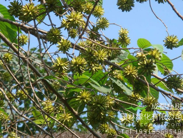 喜树什么时候播种最好？