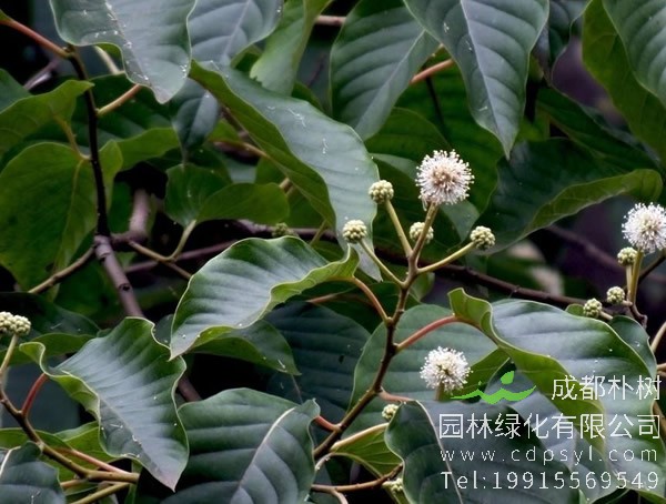 喜树要怎样留种？