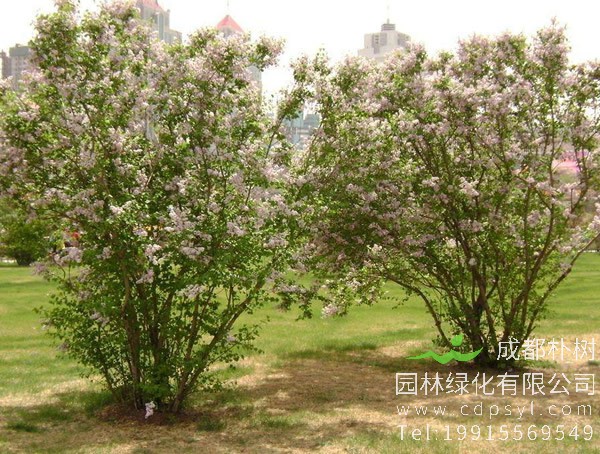 紫丁香价格-图片-形态特征-生长习性-分布情况-主要价值以及植物文化