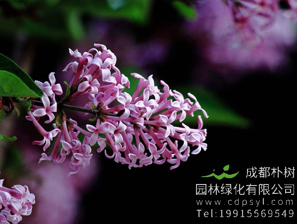 紫丁香花能不能插活？