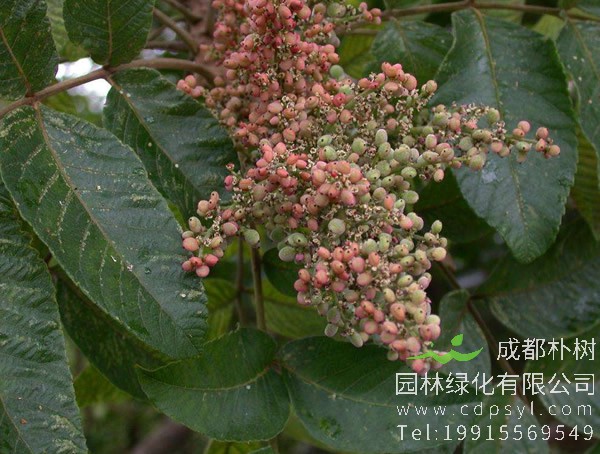 盐肤木价格-图片-形态特征-产地生境-生长习性以及主要价值