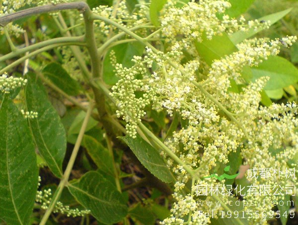 盐肤木价格-图片-形态特征-产地生境-生长习性以及主要价值