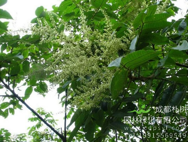 盐肤木价格-图片-形态特征-产地生境-生长习性以及主要价值