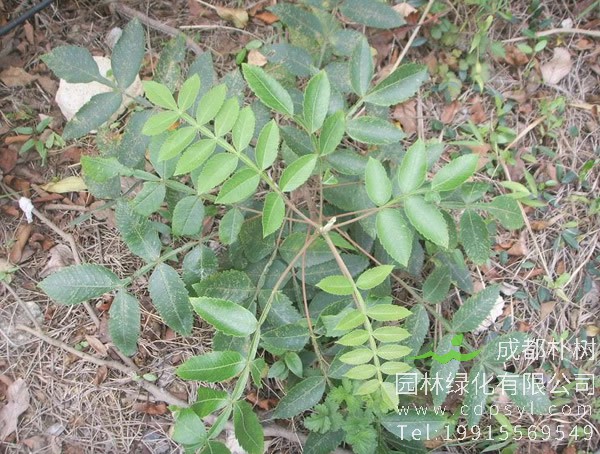 盐肤木价格-图片-形态特征-产地生境-生长习性以及主要价值