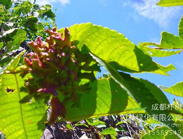 盐肤木的种子适合北方种植吗？