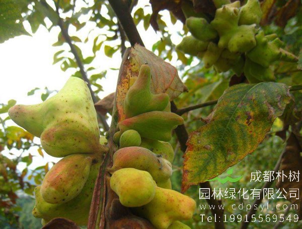 盐肤木的生长习性有哪些？