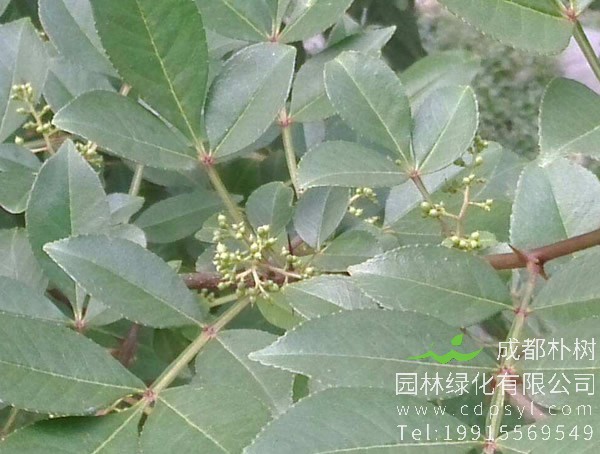 盐肤木是不是异花授粉植物？