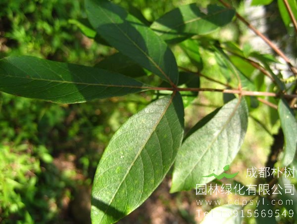 盐肤木几月开花？