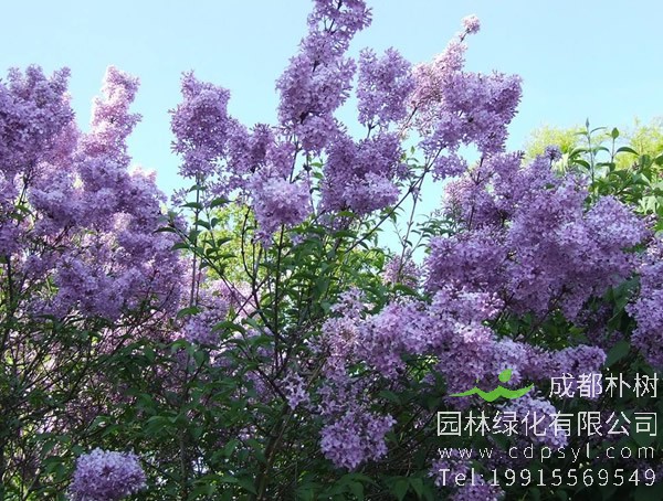 紫丁香价格-图片-形态特征-生长习性-分布情况-主要价值以及植物文化