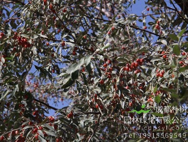 沙枣价格-图片-形态特征-生长习性-地理分布-主要价值以及植物文化