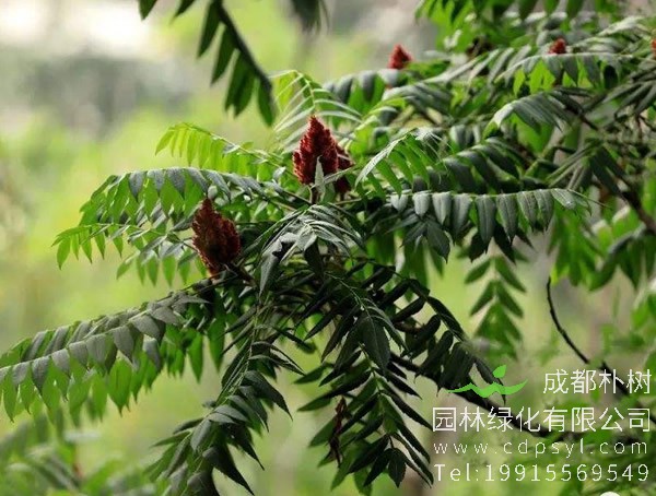 盐肤木长盐的原因是什么？