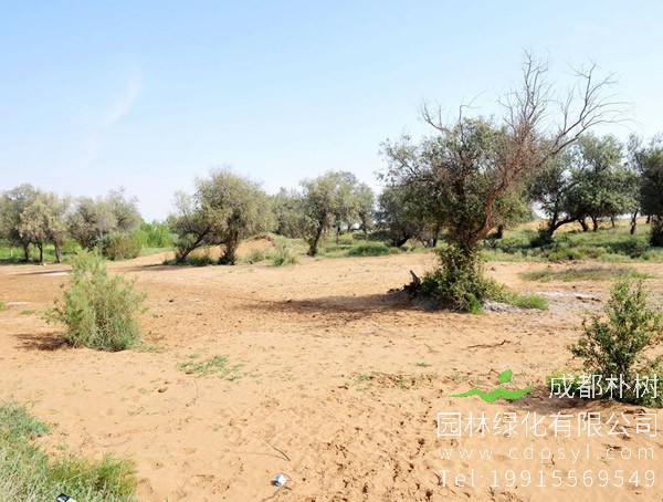 沙枣的种植方法、田间管理、采种以及病虫害防治方法介绍