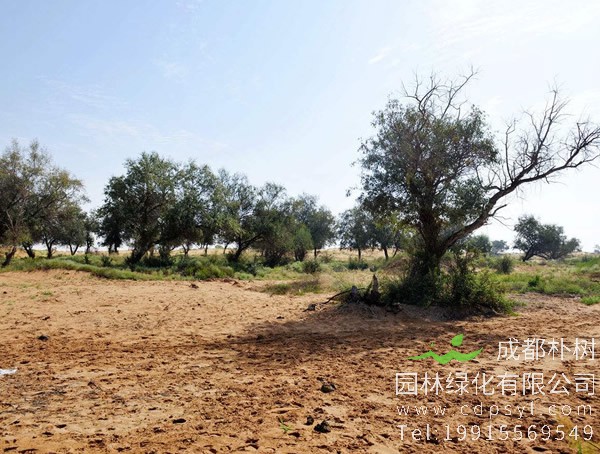 沙枣价格-图片-形态特征-生长习性-地理分布-主要价值以及植物文化