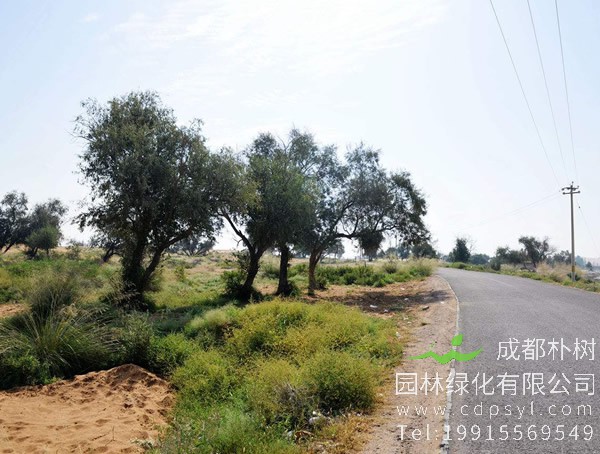 沙枣价格-图片-形态特征-生长习性-地理分布-主要价值以及植物文化