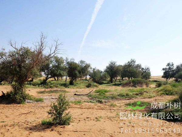 沙枣树的外形特征有哪些？