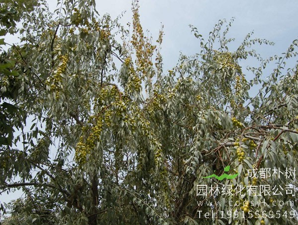 红枣和沙枣有区别吗？