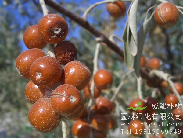 吃沙枣有什么好处和坏处？