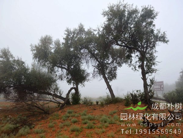 沙枣树适合在什么地方栽培？