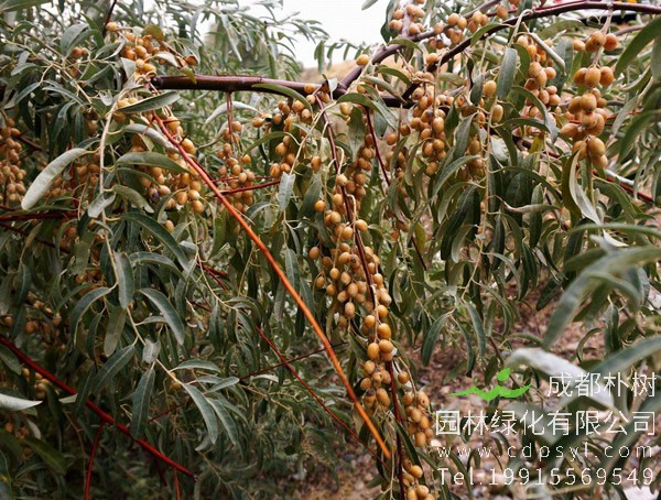 沙枣树的叶子发黄怎么治？