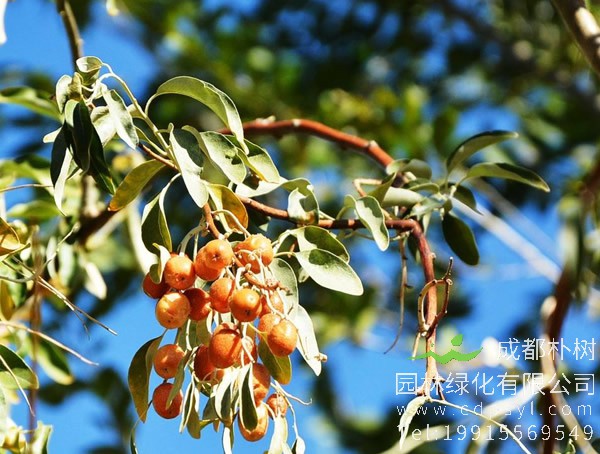 沙枣有哪些观赏价值？