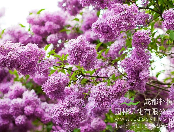 紫丁香花语：紫丁香代表什么意思？