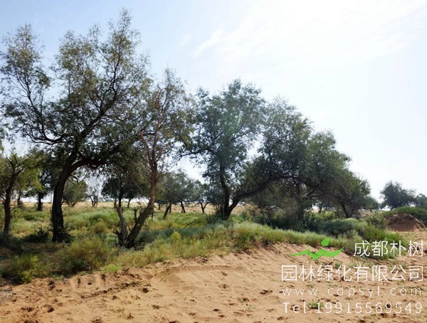 沙棘和沙枣是一样的吗？