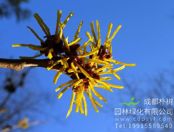 金缕梅价格-图片-形态特征-生长习性-分布情况以及主要价值