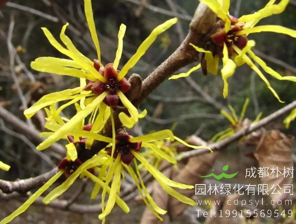 金缕梅价格-图片-形态特征-生长习性-分布情况以及主要价值