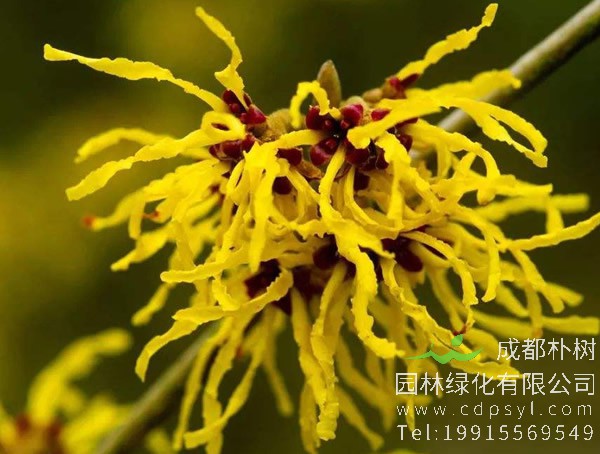 金缕梅价格-图片-形态特征-生长习性-分布情况以及主要价值