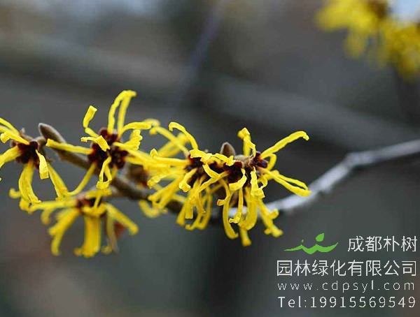 金缕梅怎么种？金缕梅种植方法与注意事项有哪些？