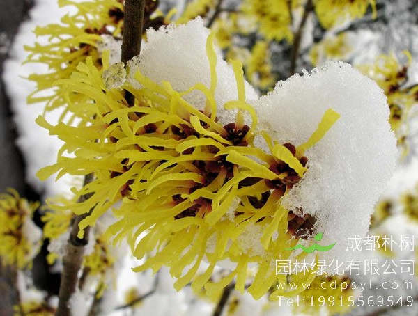 金缕梅跟金银花是同一种植物吗？