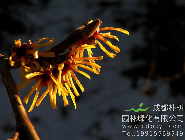 金缕梅要怎样整形修剪？