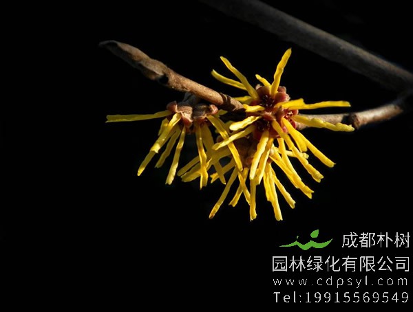 金缕梅的生长习性有哪些？