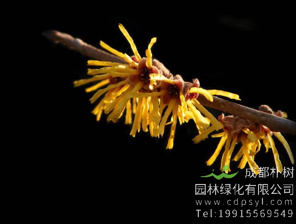 金缕梅在美容中有什么作用？