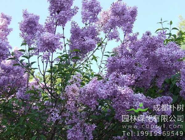 紫丁香价格-图片-形态特征-生长习性-分布情况-主要价值以及植物文化