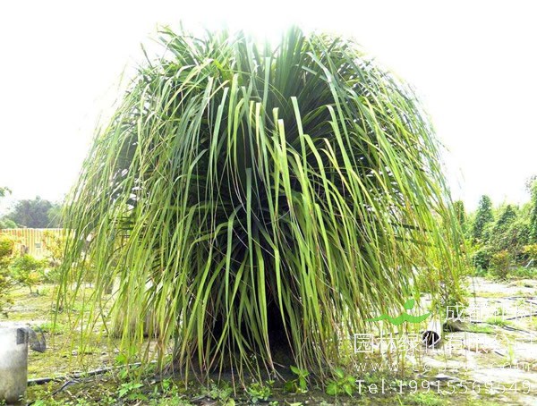 酒瓶兰价格-图片-形态特征-生长环境-分布范围以及主要价值