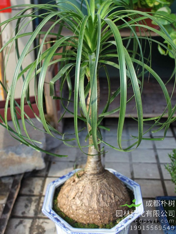 酒瓶兰的繁殖方法、栽培技术以及病虫防治方法介绍