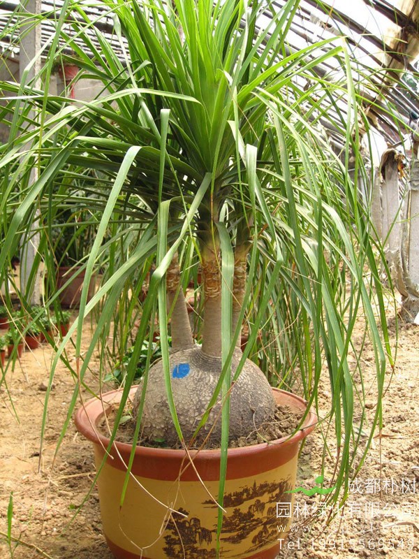 龙血树和酒瓶兰的区别有哪些？