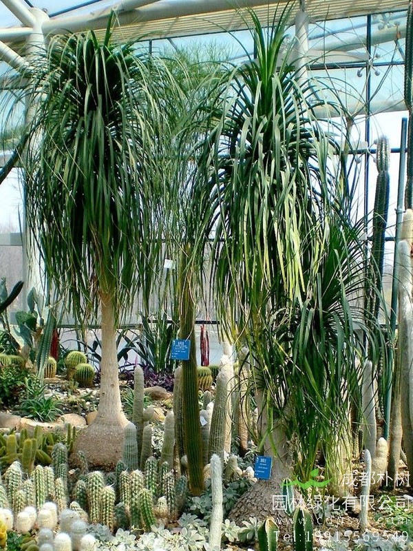 酒瓶兰在风水上有什么作用？